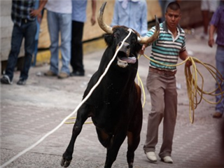 Con 12 toretes y vaquillas realizarán la Misantlada