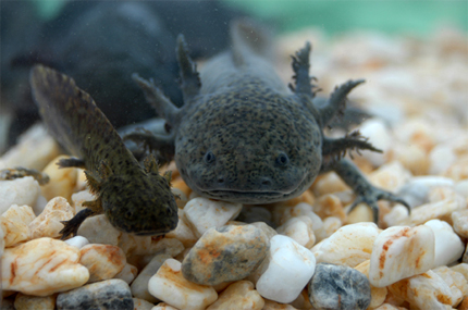 Axolotl, curioso emblema de México en peligro de extinción