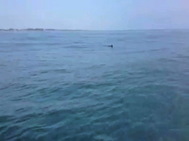 Alertan por la posible presencia de tiburón en Costa Esmeralda