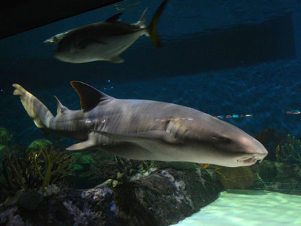 Se recupera tintorera en el Acuario de Veracruz