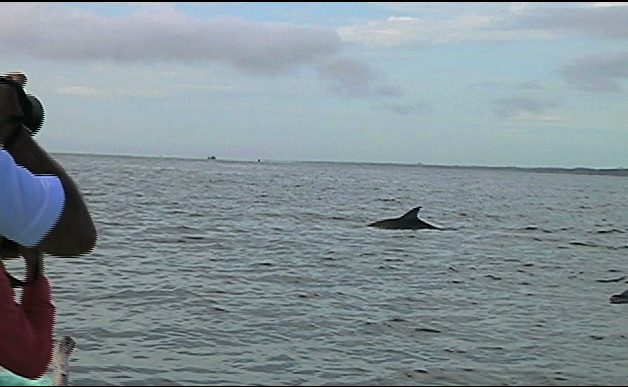 Investigador de la UV estudia delfines en laguna de Alvarado