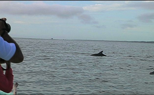 Trabajan investigadores en la preservación de delfines en aguas veracruzanas
