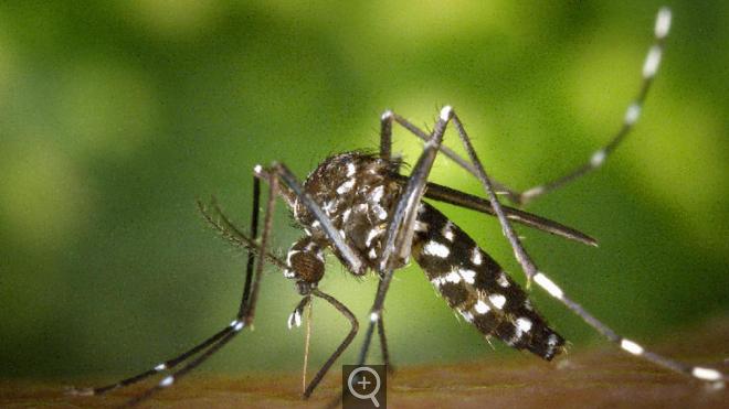 Confirman el primer caso de zika en Veracruz; lo ubican en Agua Dulce