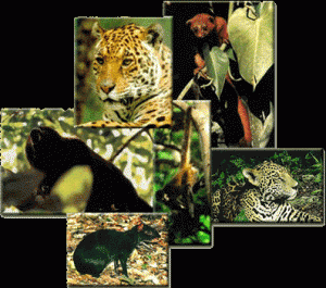 Falta de personal en Semarnat y Profepa facilita el tráfico de especies: biólogo