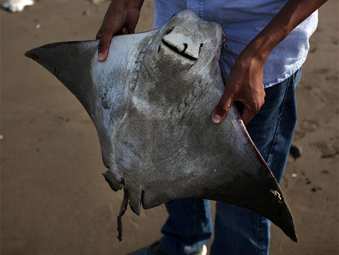 Investigan muerte de mantarraya gigante