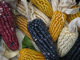 Realizarán feria del maíz en Tuxpan los días 29 y 30 de septiembre