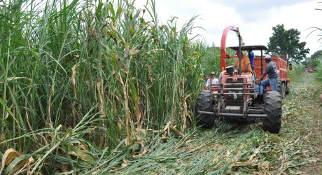 Más de 30 mil hectáreas de pastizal mejorado para apoyar a ganaderos veracruzanos