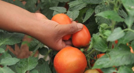 El precio del tomate se espera siga a la alza hasta enero