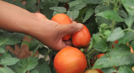 Emiten convocatoria para Premio Nacional de Sanidad Vegetal 2022