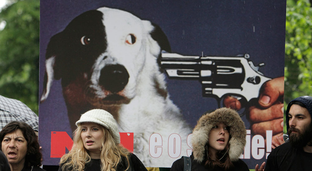 Rumania, a un paso de permitir el sacrificio de perros callejeros