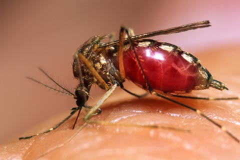 Veracruz continúa con cero fallecimientos por dengue