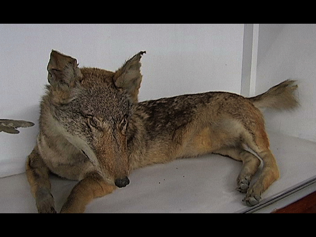 Museo de zoología de la UV; de suma importancia para la investigación y el conocimiento de la fauna local