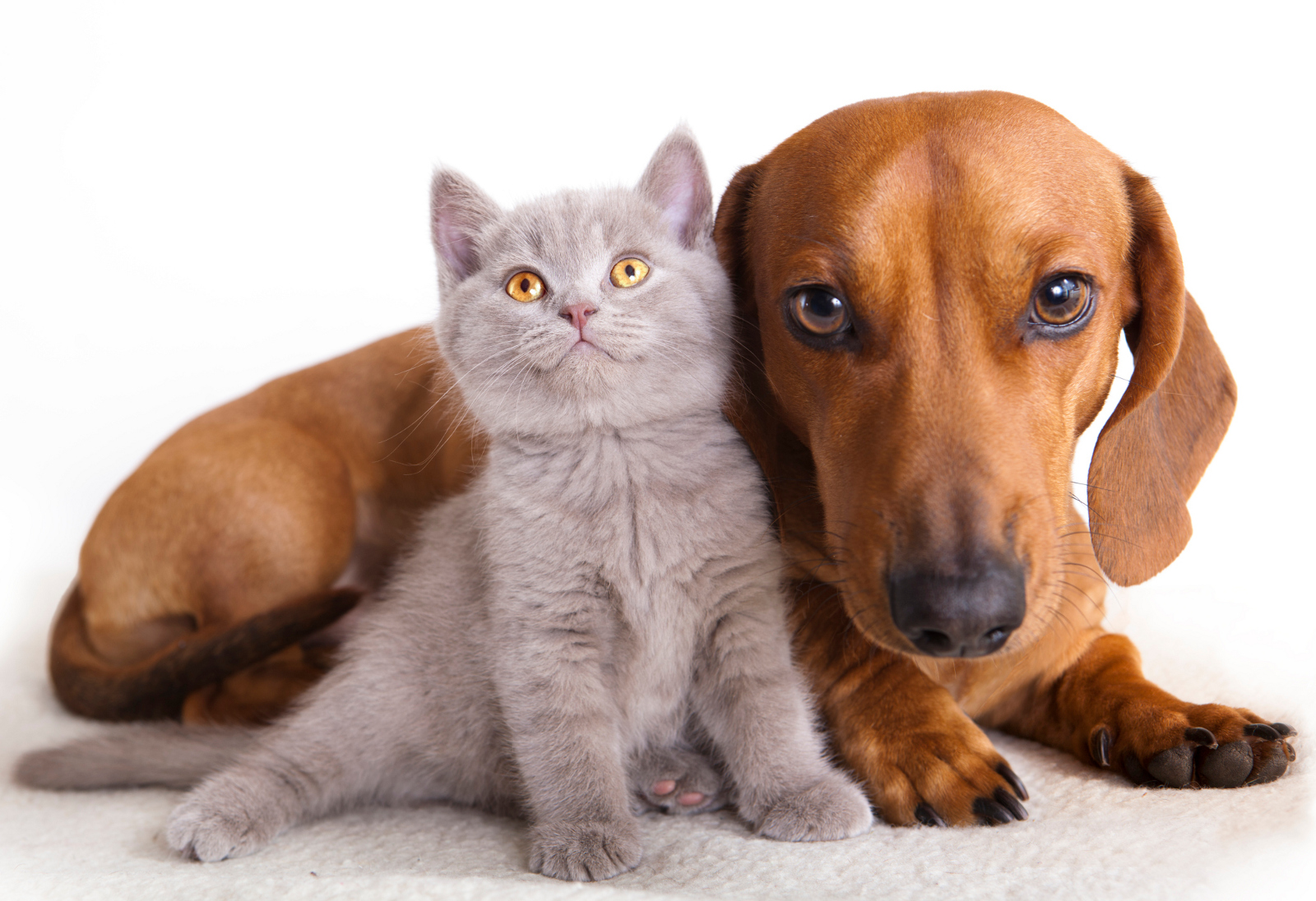 Activistas consideran que aplicar impuestos a los alimentos para mascotas propiciará más abandonos de animales domésticos