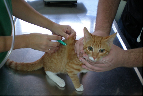 El Ayuntamiento de Xalapa inició la remodelación del Centro de Atención y Salud Animal ubicado en El Castillo
