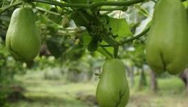 Caída de precios y falta de apoyos ponen en riesgo la producción de chayote