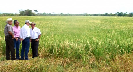 Veracruz, segundo productor nacional de arroz