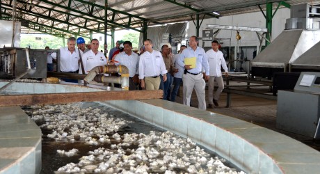 Veracruz, primer productor nacional de hule