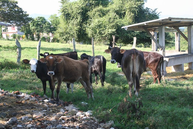 El 2015, un buen año para la ganadería veracruzana