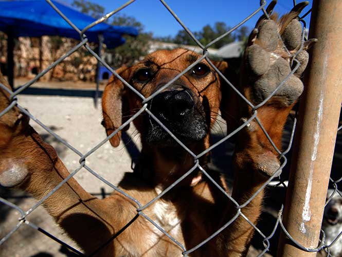 Positivo que haya sanciones más severas para quienes maltraten animales