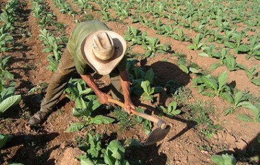 Cerca de 3000 jornaleros veracruzanos se han ido a campos agrícolas del norte del país