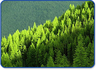 Conafor cierra convocatoria para la creación de plantaciones forestales