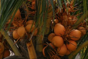 Se inició en Nautla el programa para recuperar plantaciones de cocotero