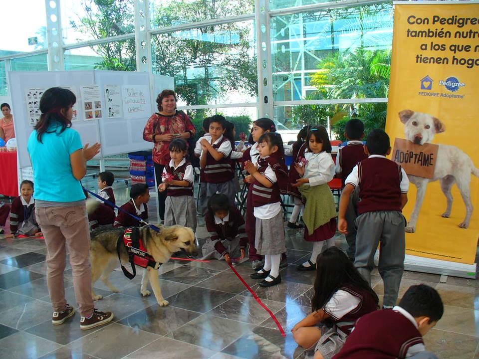 UV utiliza a perros callejeros en terapias con niños especiales y adultos mayores