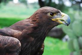 Con festivales promueve Veracruz conservación de aves silvestres