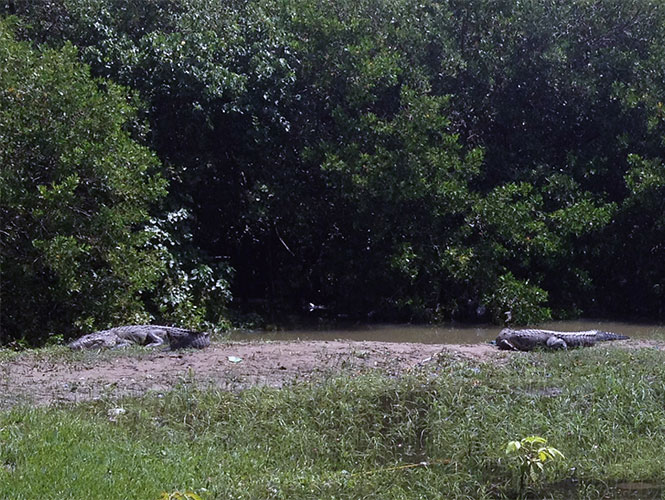 Capturan tres cocodrilos más en Tamaulipas; suman 47