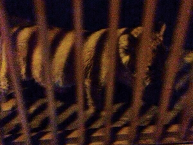 Cachorro de león deambulaba por calles de Puebla