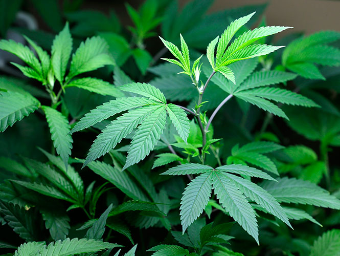 Aprueba la Cámara de Diputadas el uso medicinal de la marihuana