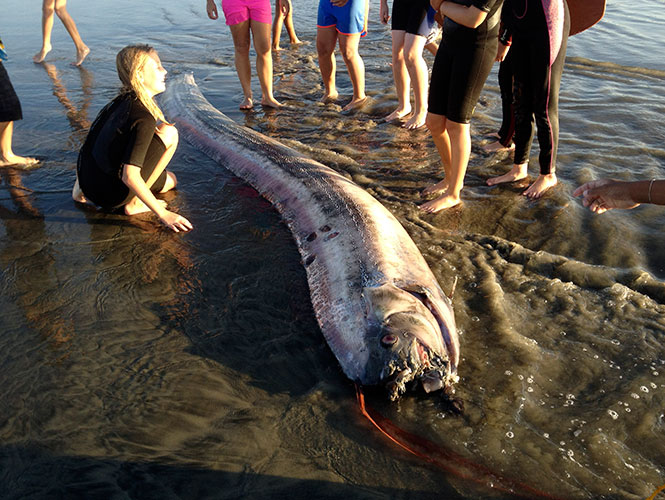 Hallan otra criatura marina en playas de California, ahora de 4 metros