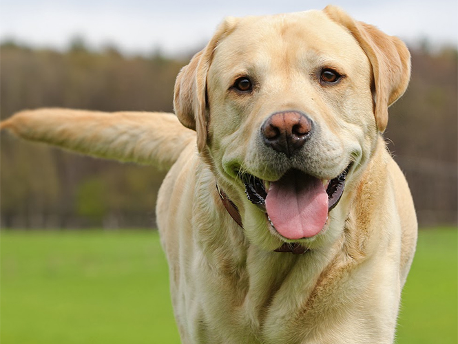 ¿Sabes qué dice tu perro cuando mueve la cola?
