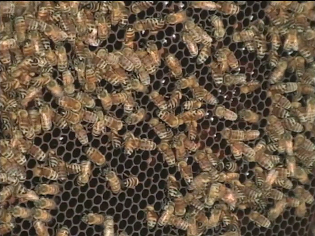 Temporada de calor, época reproducción de abejas
