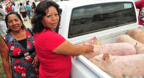 Casi 6 mil familias beneficiadas con proyectos productivos en 2013: DIF