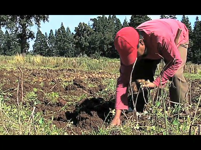Heladas afectan cultivos de papa en Perote