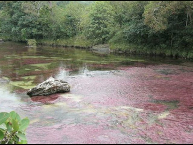 Sedimento y limo, causantes del cambio de tonalidad del río Tecolutla