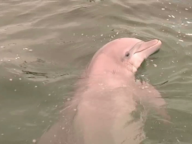 Aura es el nombre ganador para la cría de delfín en el concurso convocado por en el Acuario de Veracruz