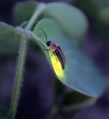 Deforestación acaba con luciérnagas y mariposas en Xalapa
