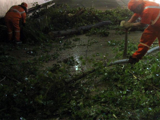 Cuernavaca registra caída de árboles y espectaculares por fuertes vientos