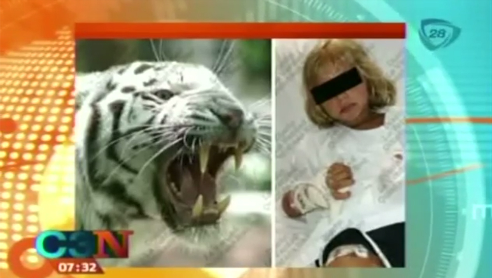 Tigre atacó a niño italiano al interior de un hotel de Cancún