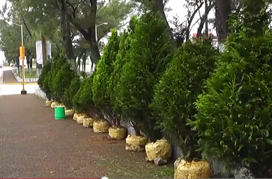 Costo de árbol de Navidad desde 500 pesos en mercado Hidalgo