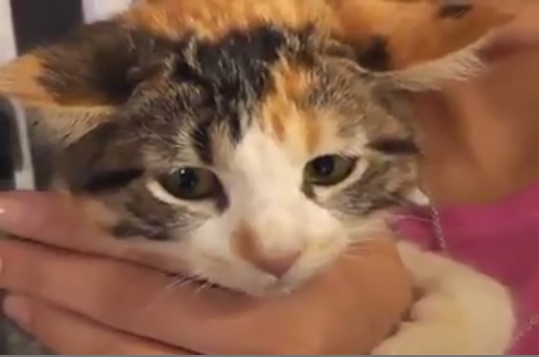 SIDA felino va en aumento; se transmite por mordeduras