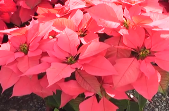 Coatzacoalcos vive el espíritu navideño con las flores de noche buena