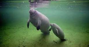 “Máximo” es el nombre del manatí nacido en el Acuario de Veracruz