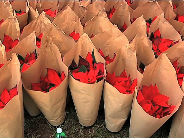 Inicia la Feria de la Nochebuena en La Estanzuela