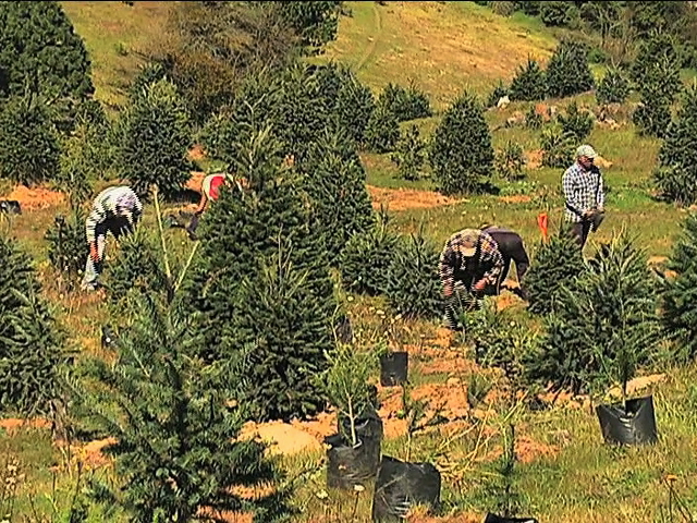 Árbol de Navidad, un proceso que puede llevar de cinco a diez años