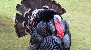 Comienza venta de guajolotes en mercados de Veracruz