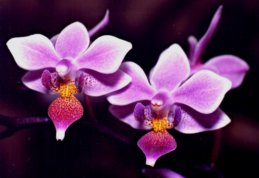 Hacen inventario de orquídeas para evitar venta clandestina