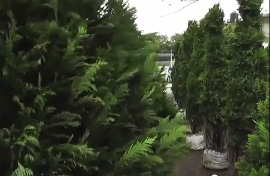 Inicia programa «Recicla tu Navidad» en Coatzacoalcos